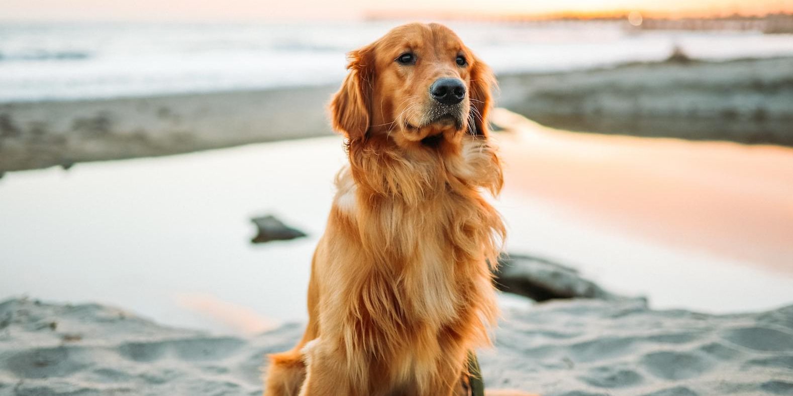 Лайфхаки, чтобы облегчить уход за питомцем с длинной шерстью — Дом