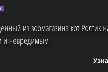Похищенный из зоомагазина кот Ролтик нашелся живым и невредимым 27.01.2023 | Новости в России