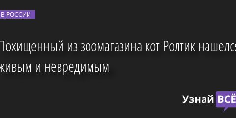 Похищенный из зоомагазина кот Ролтик нашелся живым и невредимым 27.01.2023 | Новости в России