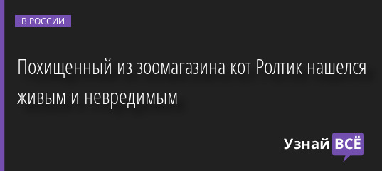 Похищенный из зоомагазина кот Ролтик нашелся живым и невредимым 27.01.2023 | Новости в России