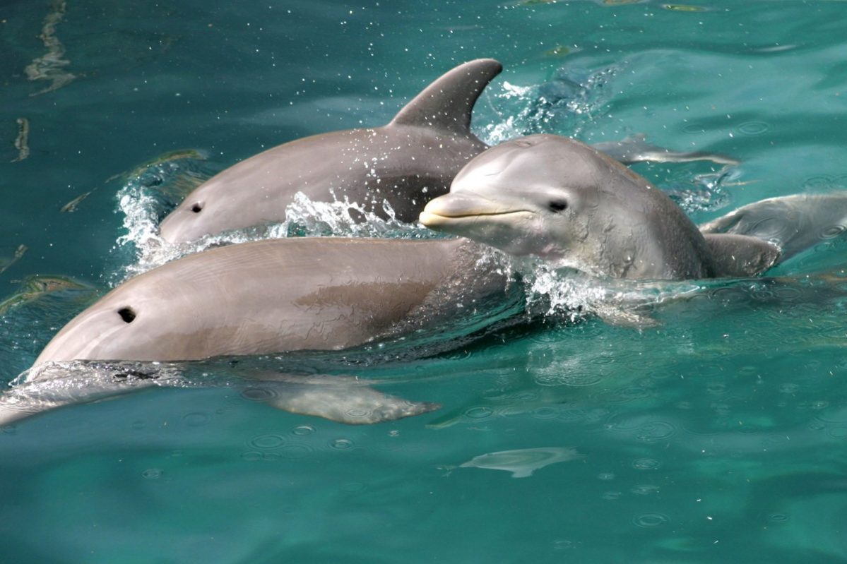 морские млекопитающие помогают людям рыбачить, видео, удивительные, Бразилия :: Видео