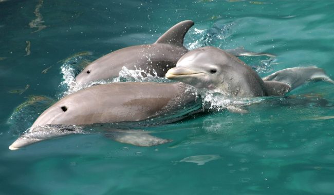 морские млекопитающие помогают людям рыбачить, видео, удивительные, Бразилия :: Видео