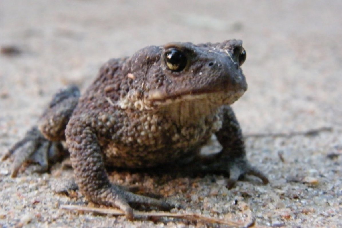 В Германии спасают лягушек, проснувшихся из-за ранней весны | Природа