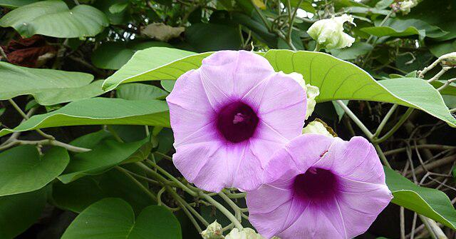 Растения и цветы, которые нельзя сажать на даче