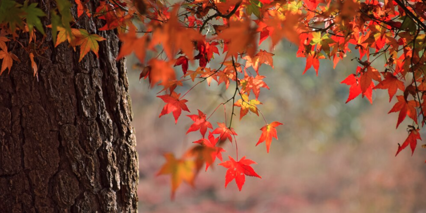 с какого дерева опали эти листья? :: Шоу-бизнес :: Dni.expert