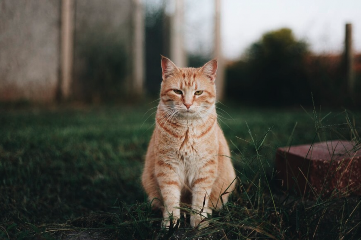 попробуйте угадать редкие породы кошек по фотографии :: Шоу-бизнес ::