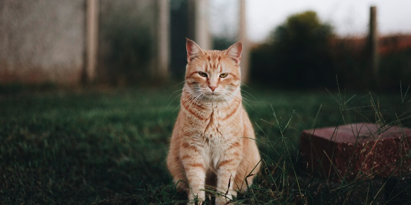 попробуйте угадать редкие породы кошек по фотографии :: Шоу-бизнес ::