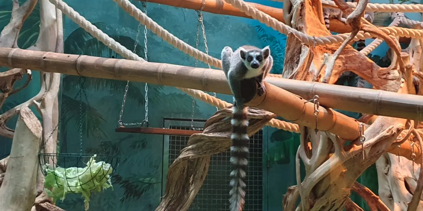 Московский зоопарк показал новых обитателей :: Общество :: Дни.ру