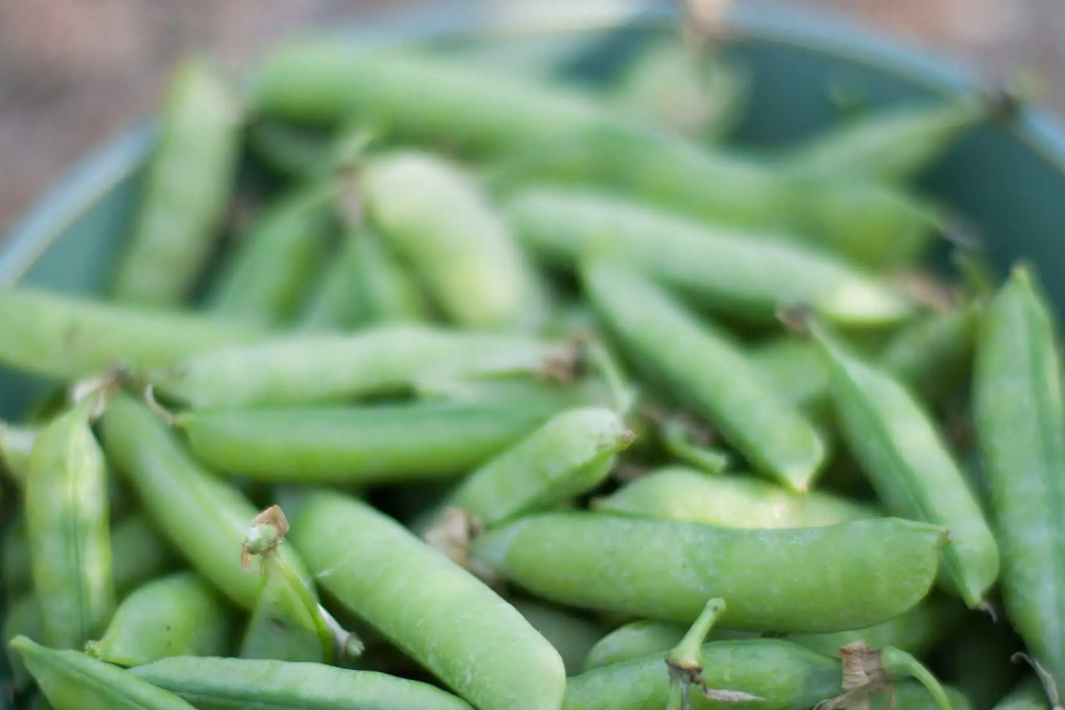 Что приготовить из гороха или бобов