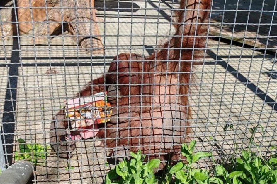 Что может грозить девушке, которая дала покурить вейп орангутану в парке «Тайган»