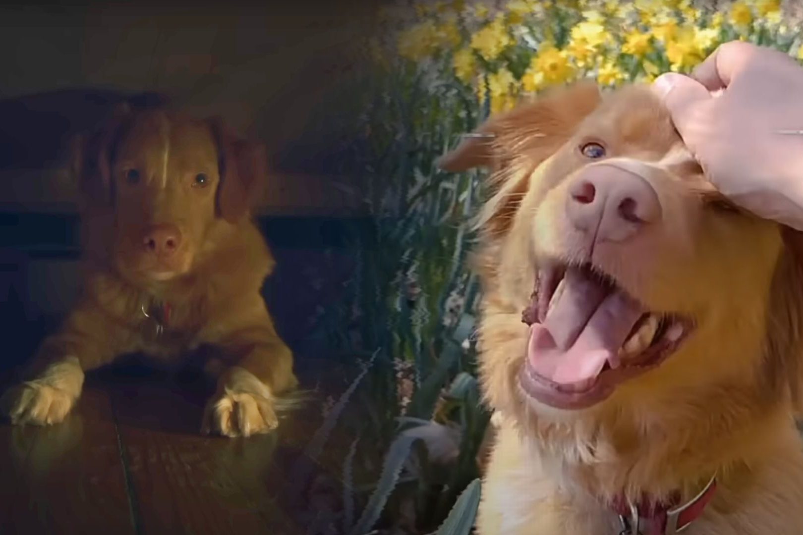 «Глазами пса» — лучший хоррор 2025 года прямо сейчас. Фильм