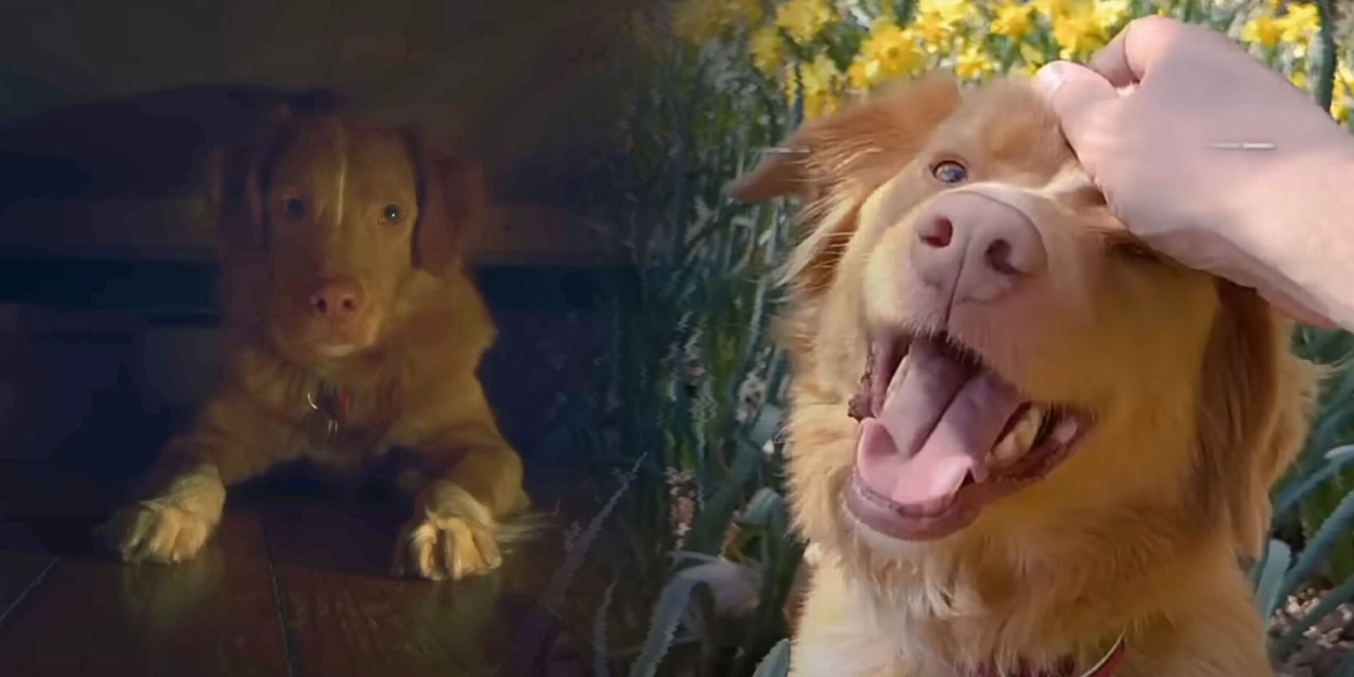 «Глазами пса» — лучший хоррор 2025 года прямо сейчас. Фильм