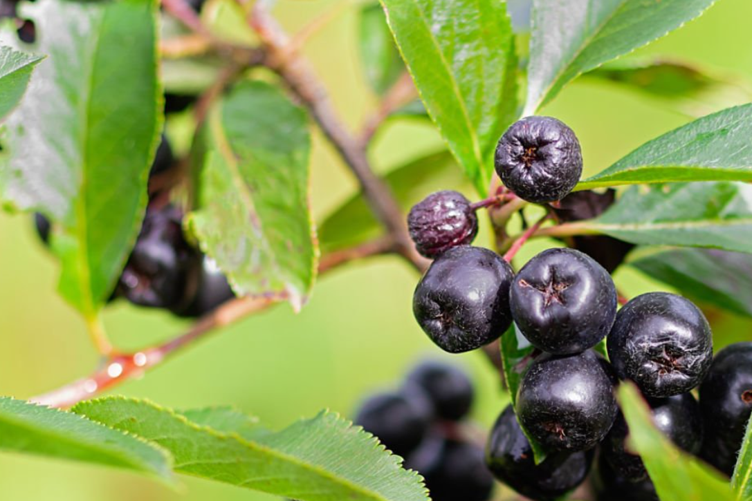 Как заготовить черноплодную рябину на зиму