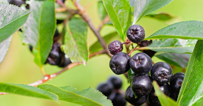 Как заготовить черноплодную рябину на зиму